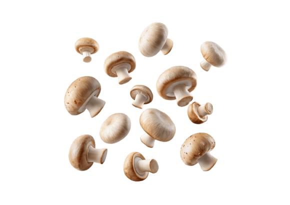 Download Champignon Mushroom PNG - Champignon Collection