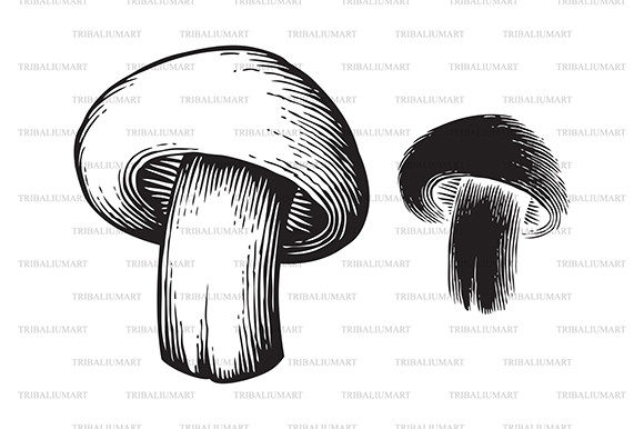 Download Champignon Mushroom (Hand Drawn Style) - Champignon Collection
